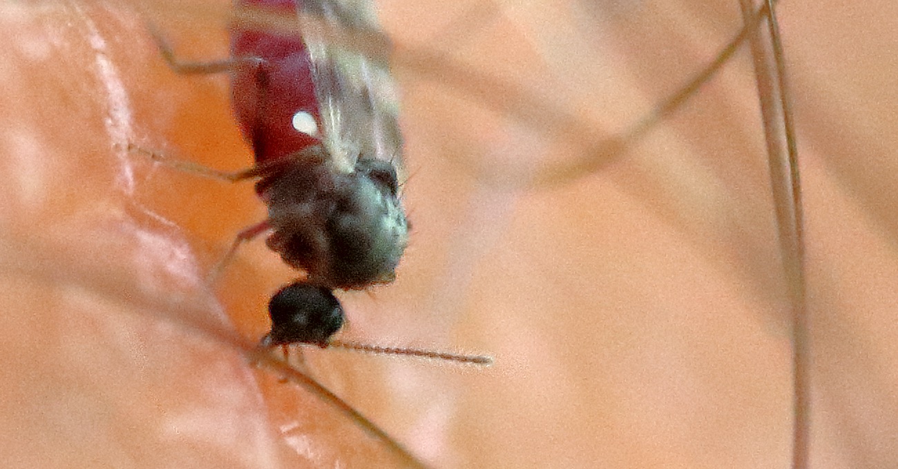 Highland biting midge feeding on human skin - macro photograph