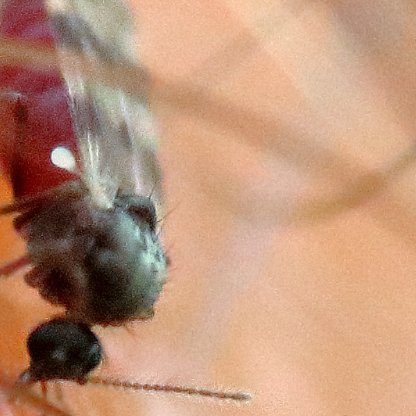 Highland biting midge close-up